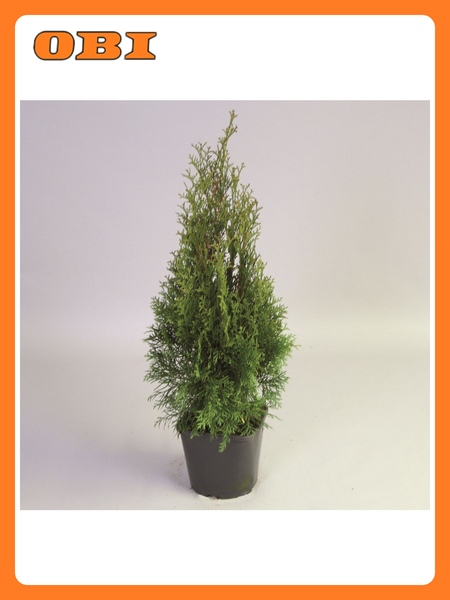 Туя западная 