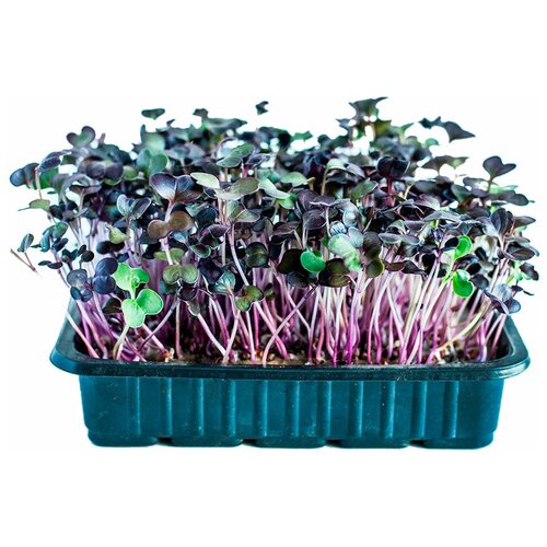 Семена микрозелени Редис фиолетовый листовой Санго - 1000 г
