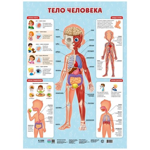 Плакат ГеоДом Тело человека фартук для обучения физиологии модель человеческого органа 3d научная модель человеческого тела