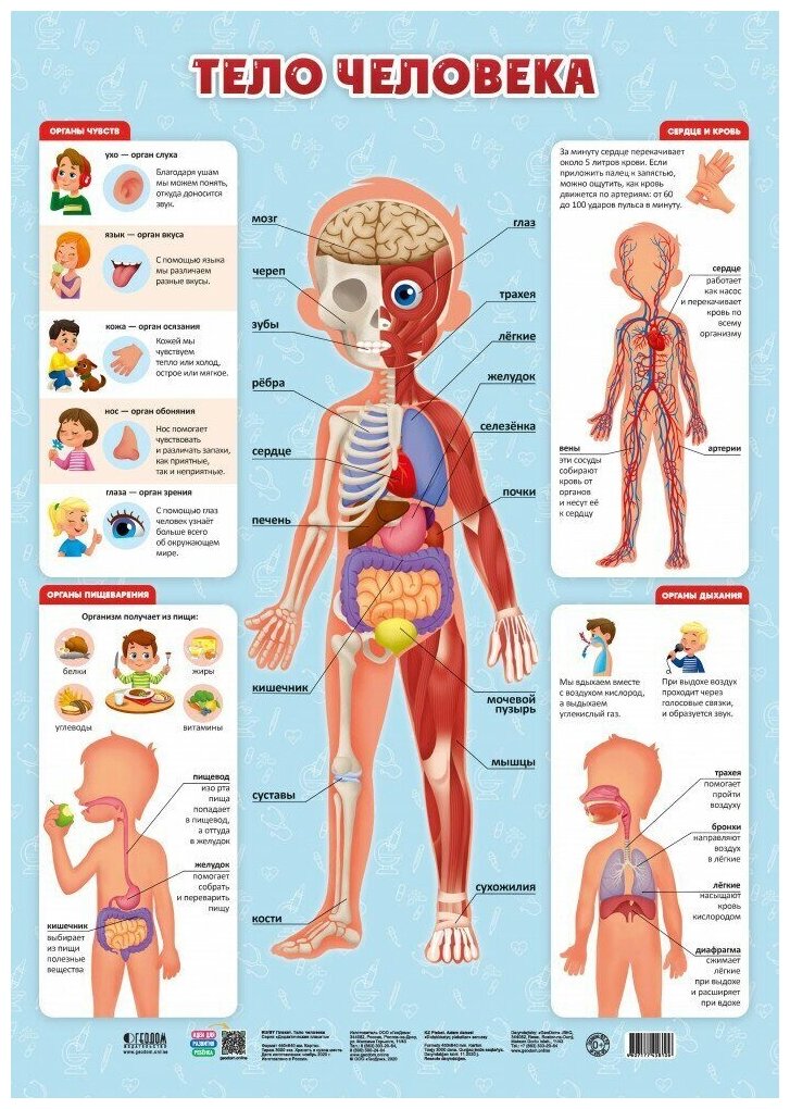 Плакат ГеоДом Тело человека