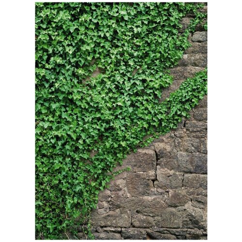 Фотообои бумажные KOMAR Вьюны 184х254 см ШхВ 1550₽