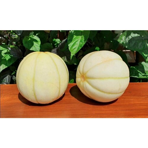 Семена Дыня японская хризантема кику (Kiku Chrysantemum) / Seeds And Goods / в пакетике zip-lock без полиграфии 5 семян