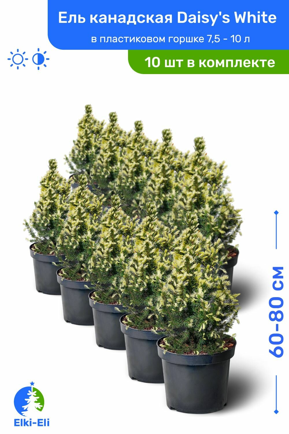 Ель канадская Daisys White (Дейзи Вайт) 60-80 см в пластиковом горшке 75-10 л саженец хвойное живое растение 10 шт в комплекте