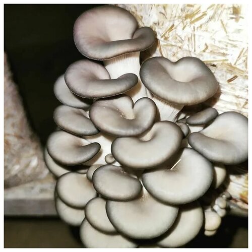 Мицелий грибов вешенки 2 кг. мицелий грибов вешенки штамм нк35 зерновой грибница для выращивания