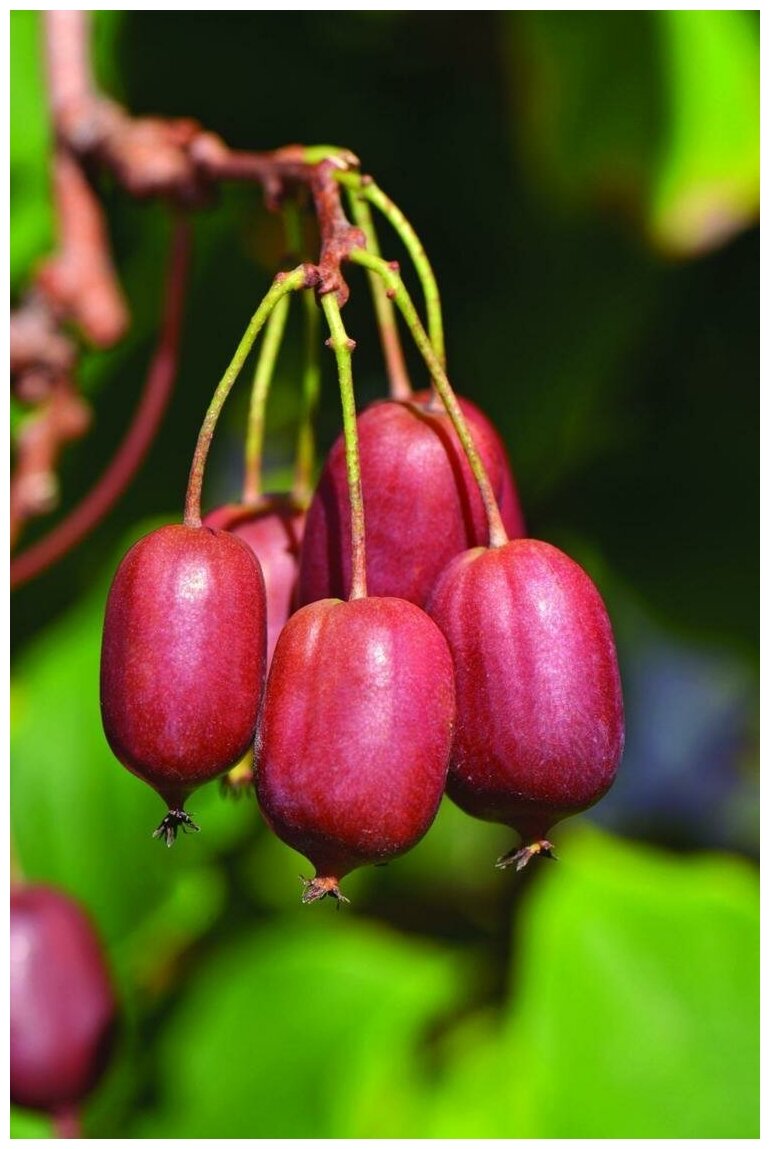 Красный киви Актинидия (лат. Actinidia melanandra) семена 50шт + подарочек