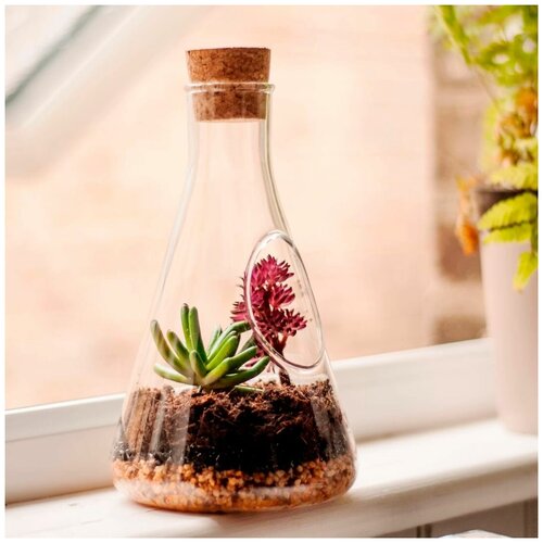 Настольный террариум для растений Chemistry Terrarium Kit