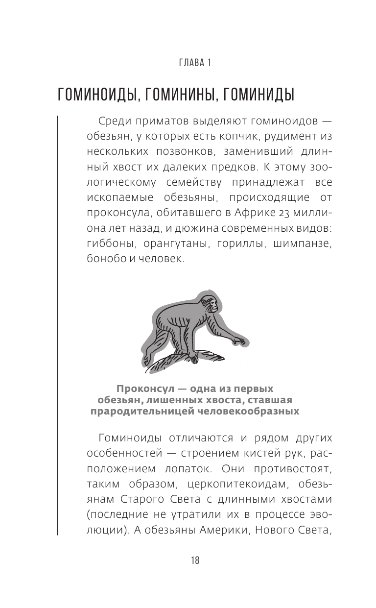 Сапиенс для пляжа: изучаем происхождение человека - фото №13