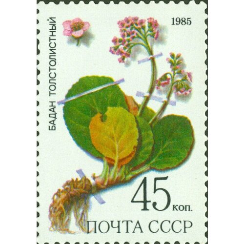 (1985-065) Марка СССР Бадан толстолистный Лекарственные растения Сибири III O 1985 070 марка ссср бухарская бурозубка красная книга ссср iii o