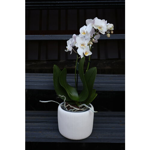 Белоснежная Мини орхидея в кашпо (D-10 H-40)