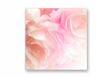 Картина на стекле | Diva Kartina | Цветы. Свежесть розы | 40X40 см | Интерьерный постер