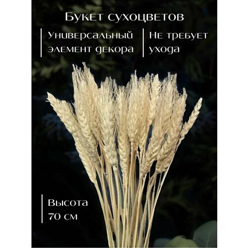 Сухоцвет пшеница без остей для декора 60см в дом