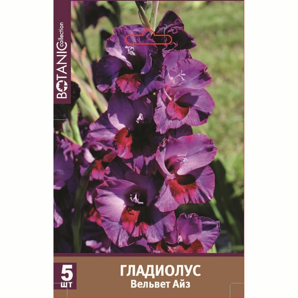 Гладиолус крупноцветковый Вельвет Айз 5 шт