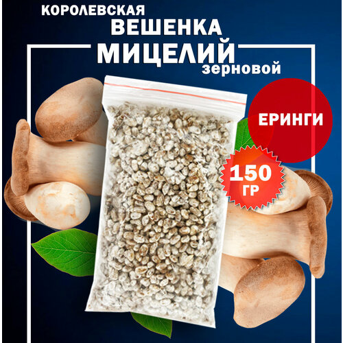 Мицелий королевской вешенки Эринги зерновой - 150 гр