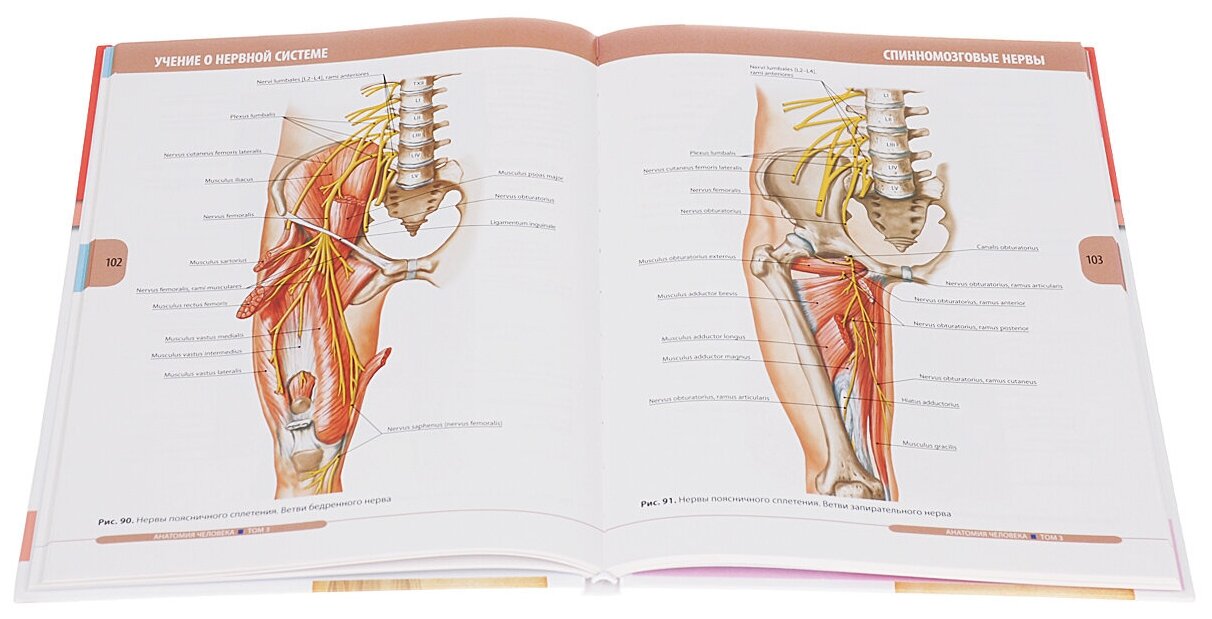 Анатомия человека. Учебник в 3-х томах. Том 3. Нервная система. Органы чувств - фото №3