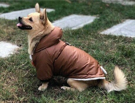 Куртка для собак мелких пород Arnydog Полюс коричневая, L(31-35 см). - фотография № 5