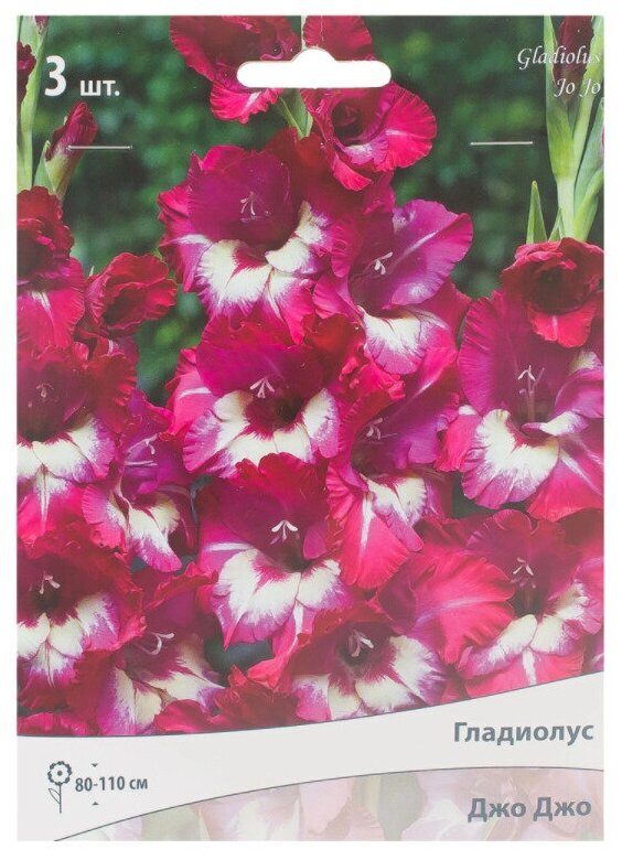 Луковицы гладиолуса крупноцветкового Джо Джо 3 шт - фотография № 3