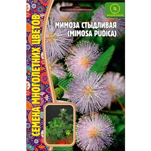 Семена Мимозы стыдливой (Mimosa pudica) (20 семян)