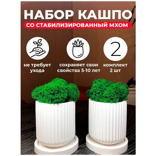 Набор кашпо со стабилизированным мхом