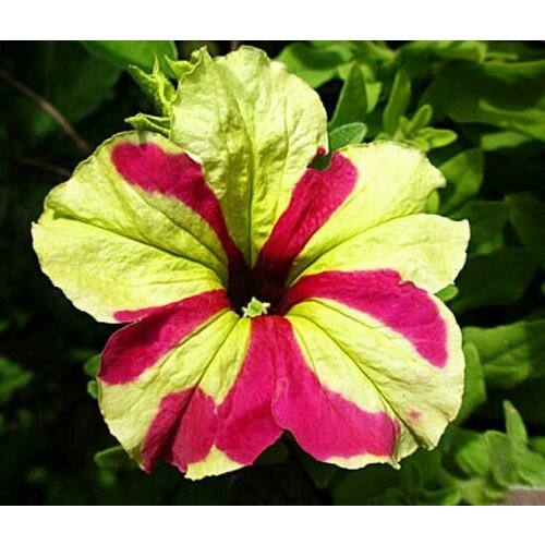 Петуния Софистика Лайм биколор F1 крупноцветковая