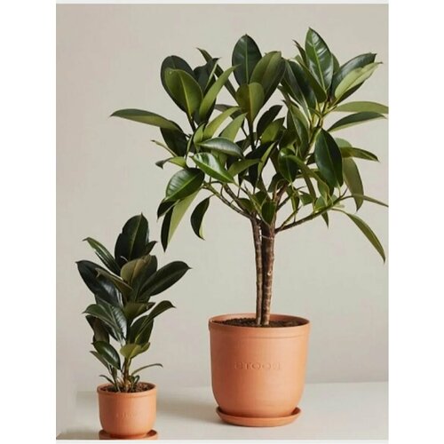 Фикус Мелани Найроби 1150₽