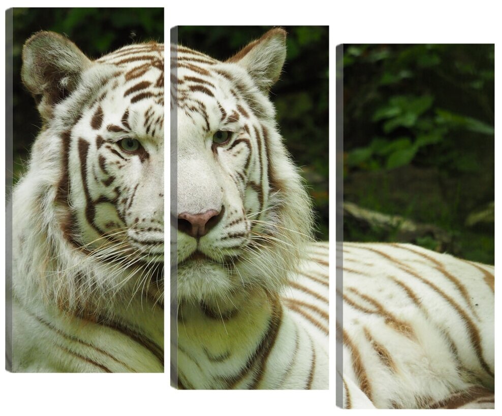 Модульная картина "Белый тигр". В спальню, гостиную, зал. PR-1054 (79x66см). Натуральный холст