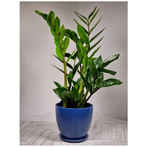 Замиокулькас (долларовое дерево) в синем керамическом горшке с поддоном пересаженный D15. Комнатное растение для дома.