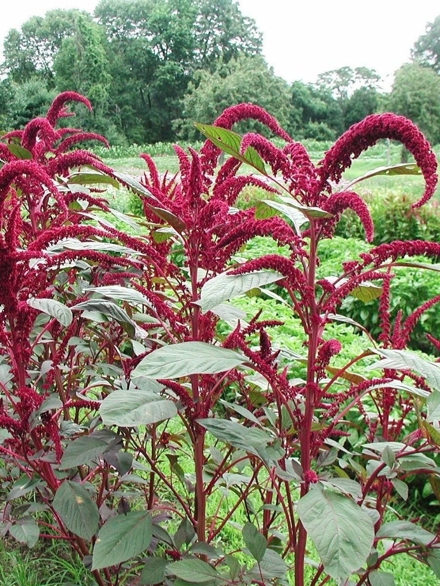 Семена Амарант метельчатый Багряный (Amaranthus cruentus) 50 штук