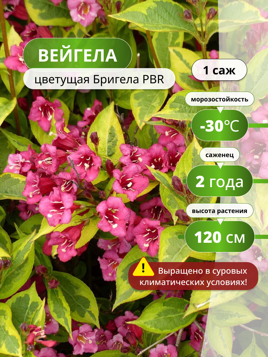 Вейгела цветущая Бригела PBR (Brigella) / саженец вейгелы, для декоративных композиций