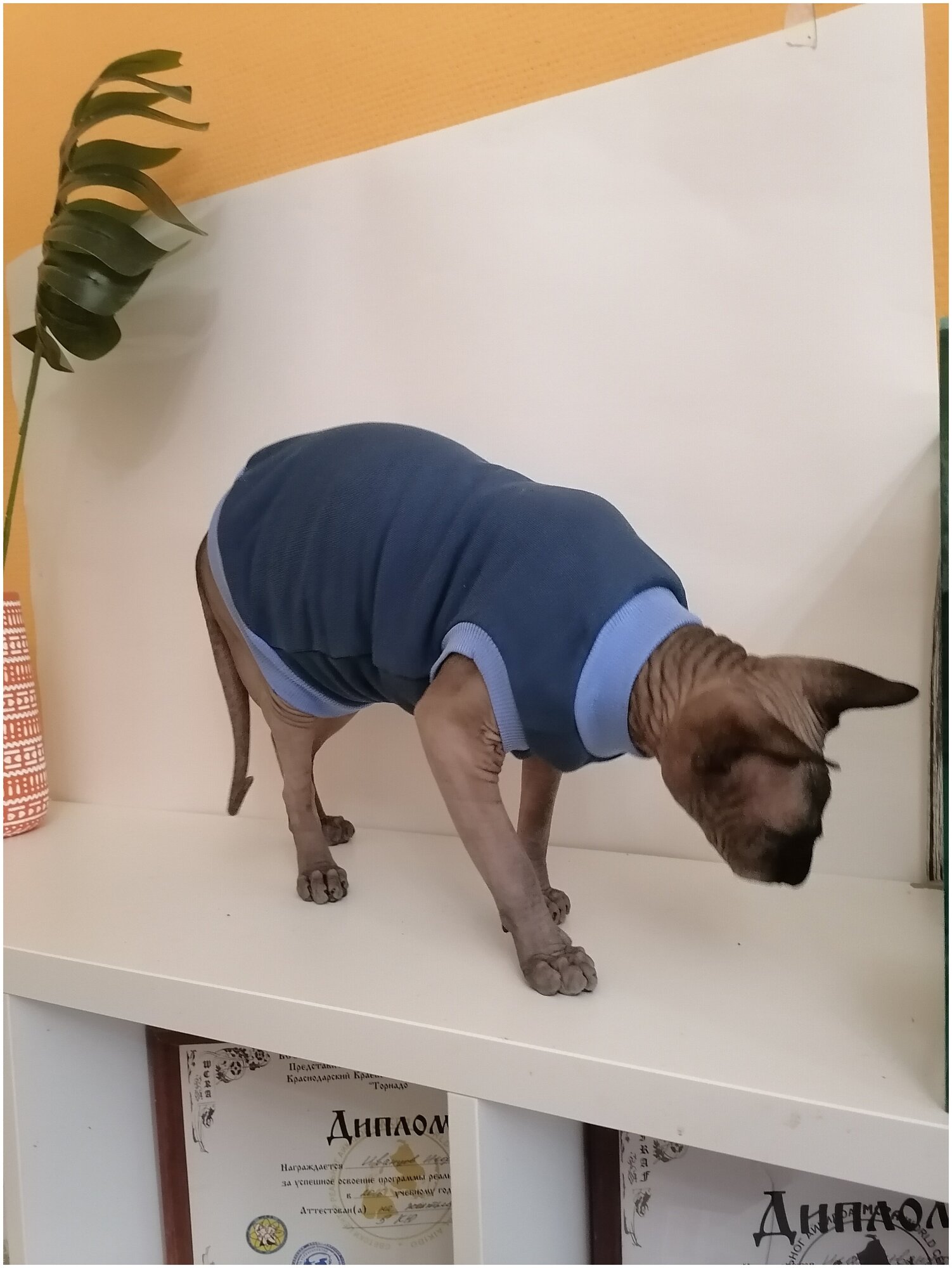 Свитшот для кошек, размер 40 (длина спины 40см), цвет индиго / толстовка свитшот свитер для кошек сфинкс / одежда для животных - фотография № 6