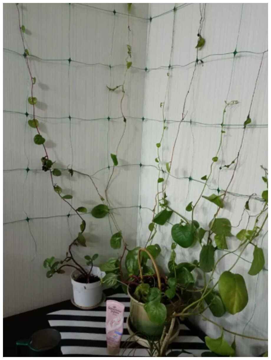 Шпалерная сетка для огурцов и вьющихся растений "Interlok" (размер 2 м х 10 м) - фотография № 11