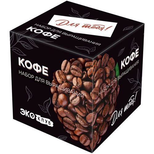 Набор для выращивания Эко Клуб Для тебя! Кофе, черный лунзавод подарочный набор для выращивания растений вырасти дерево кофе арабский