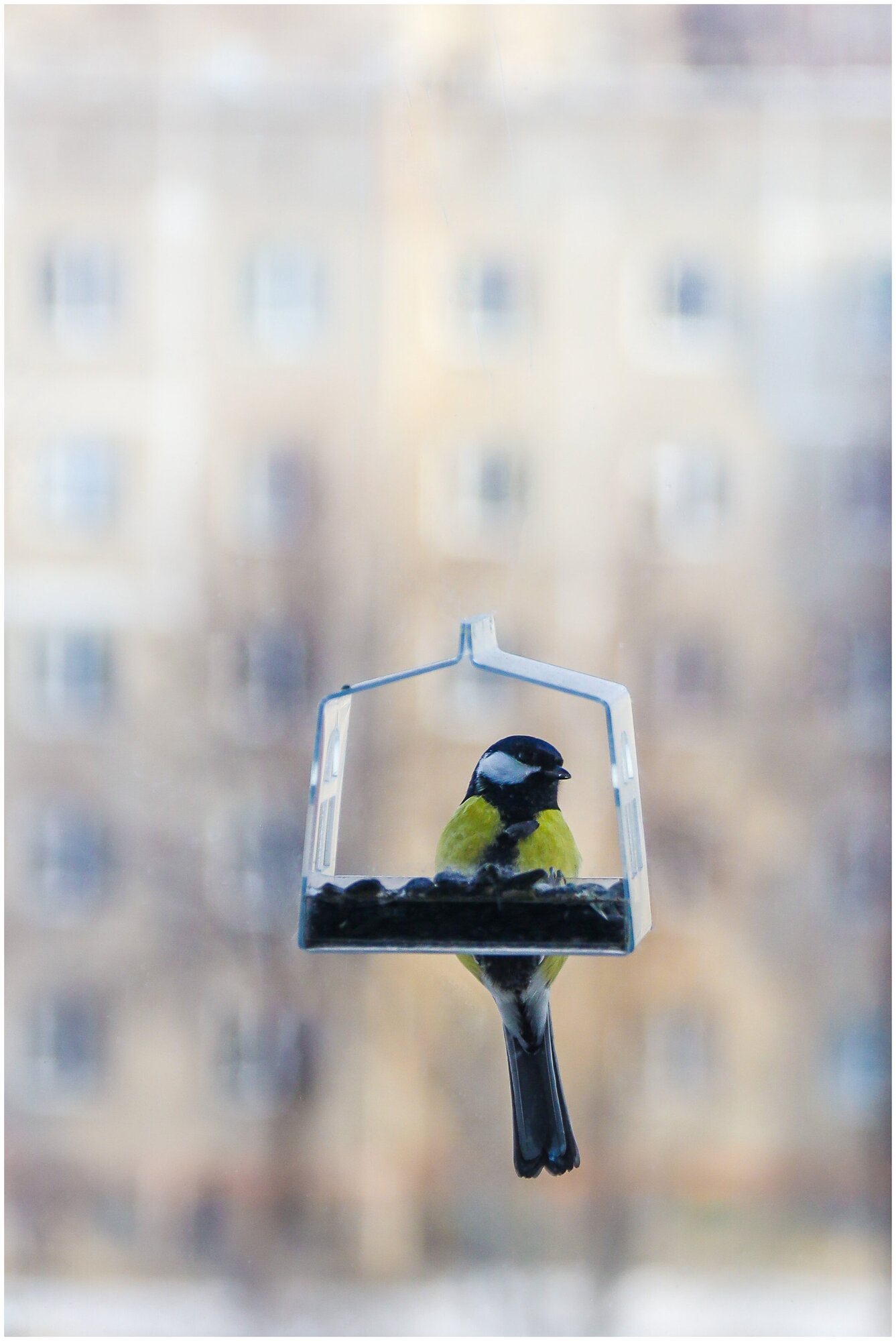 Прозрачная кормушка для диких птиц на окно малютка - фотография № 2