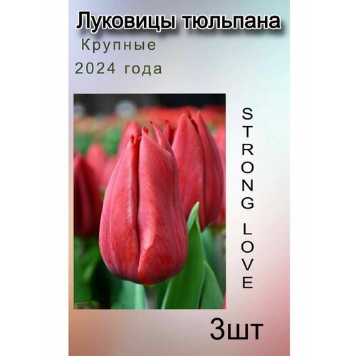 Луковицы Тюльпана Strong Love ( 3 шт) луковицы тюльпана strong love 7шт