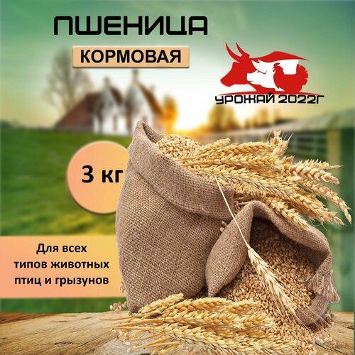 пшеница кормовая для птиц и животных 1 кг Корм для птиц зерно пшеница кормовая 3 кг