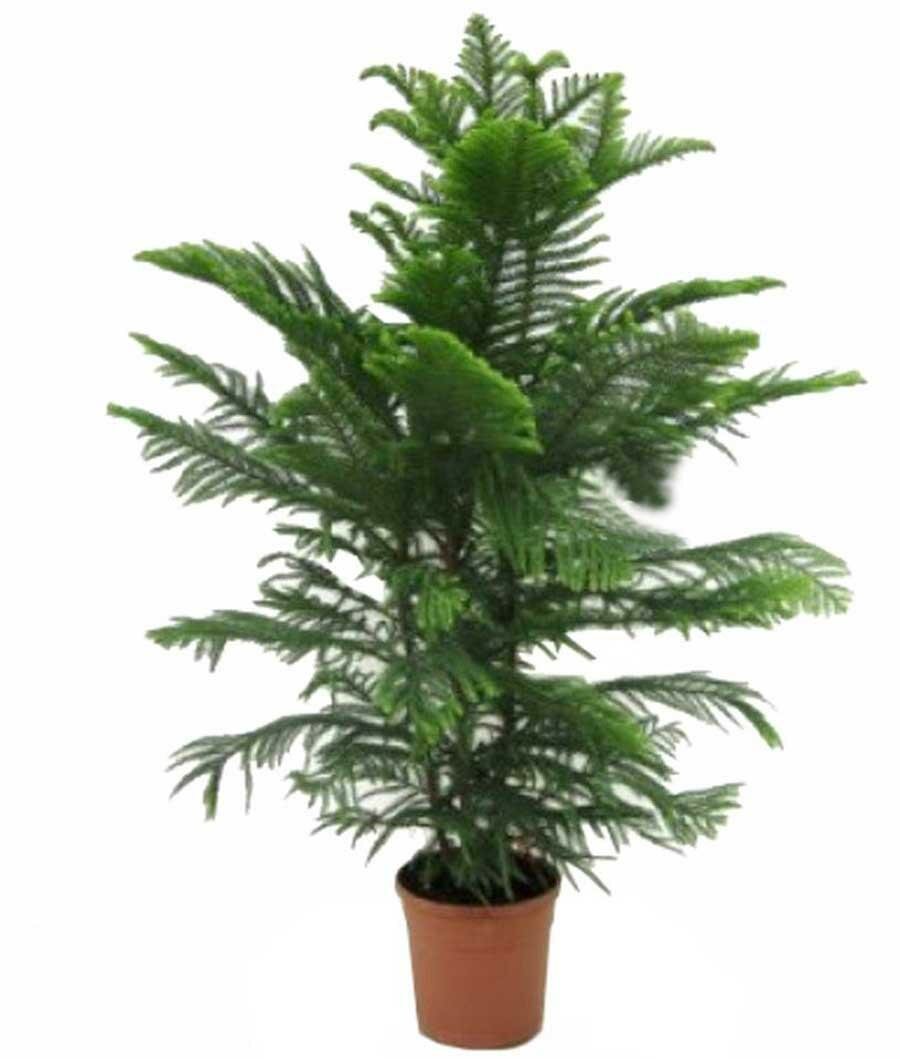 Араукария Хетерофилла - Araucaria D27 H140