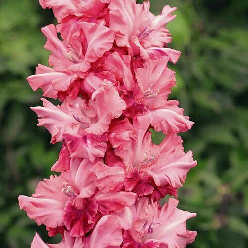 Гладиолус Розовый Алмаз 3 шт луковиц в упаковке 595₽