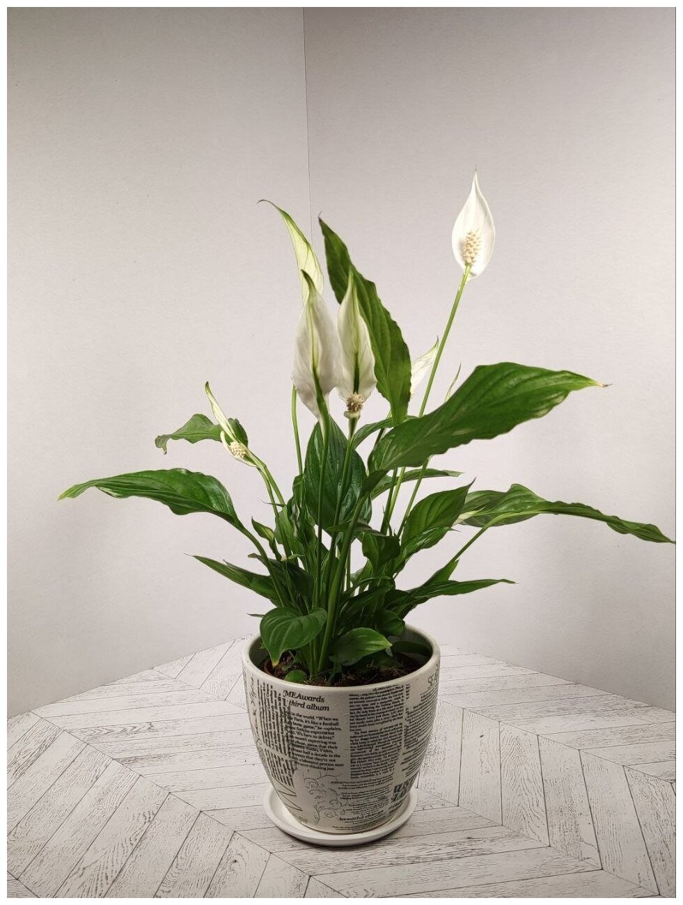 Спатифиллум (Женское Счастье) в белом керамическом горшке с рисунком "Газета" и поддоном, пересаженный D15. Комнатное растение для дома.