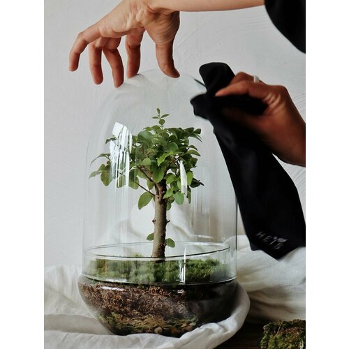 Лигуструм Shell флорариум стеклянный / экосистема HEISl