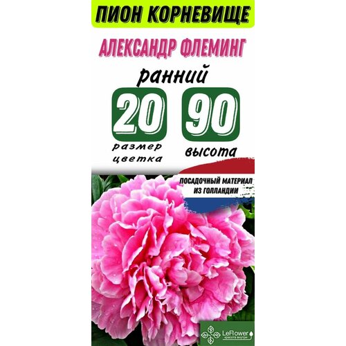 Пион Корневище, Александр Флеминг (LeFlower)