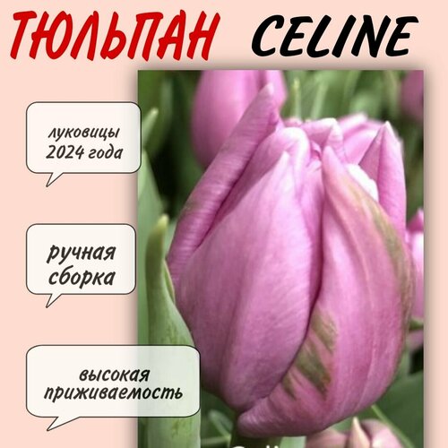 Луковицы тюльпана, сорт Celine, 10 шт луковицы тюльпанов outfit 10 штук