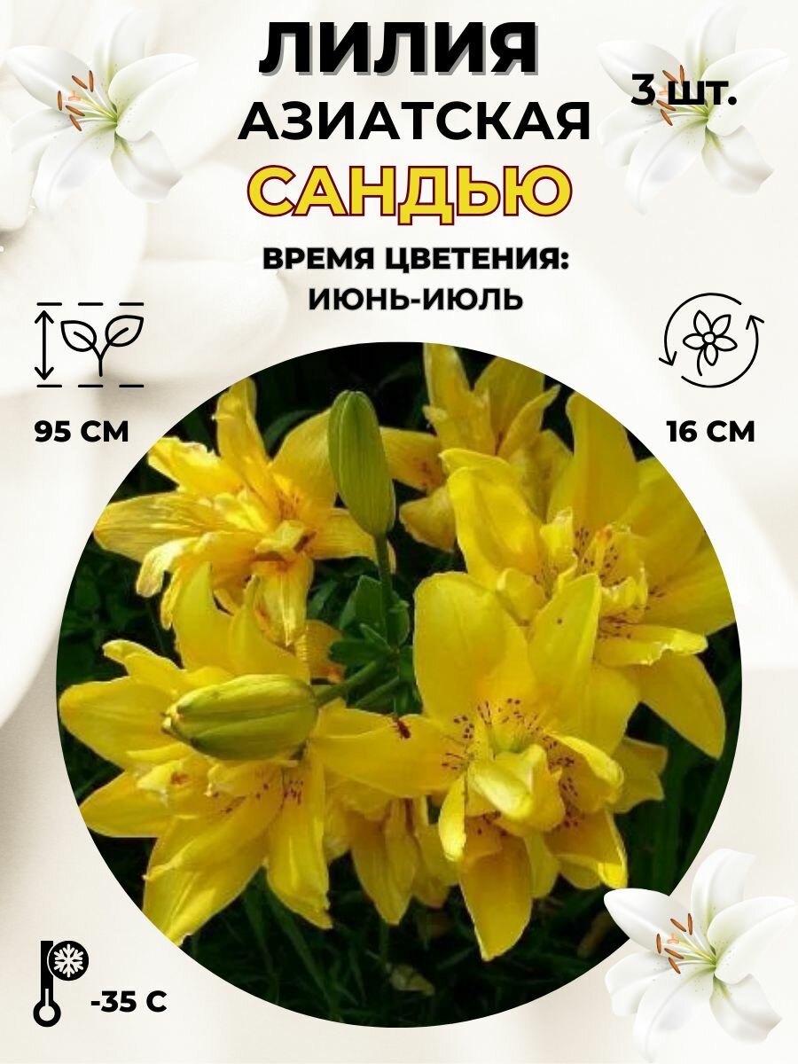 Лилия азиатская луковицы 3 штуки