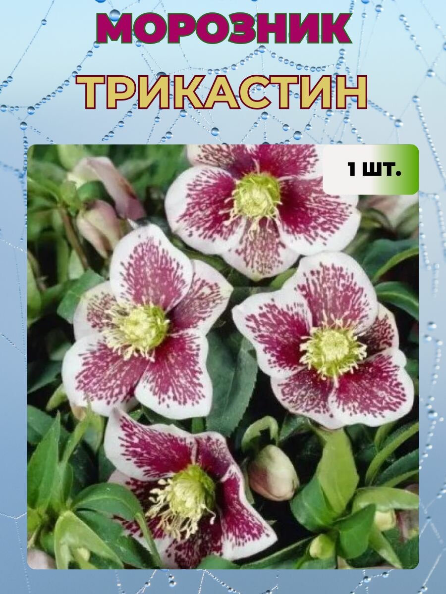 Морозник саженец 1 шт.