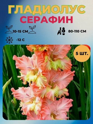 Изображение товара Гладиолус луковицы 5 шт.