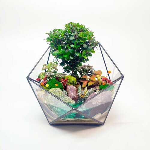 Бонсай Мирсина Африканская с озером во флорариуме Икосаэдр 18см Ø21см