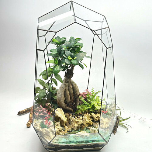 Бонсай Фикус Гинсенг во флорариуме Эдем 30х50см