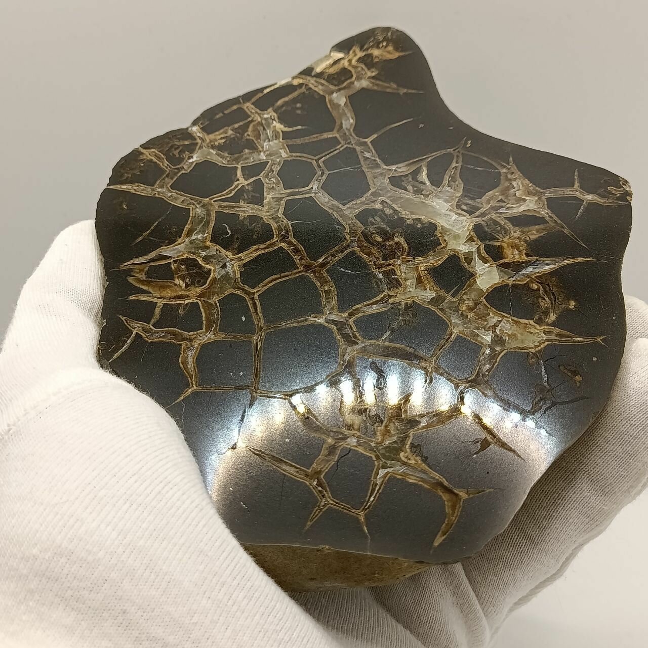 Септария, 170 мм — фото 1