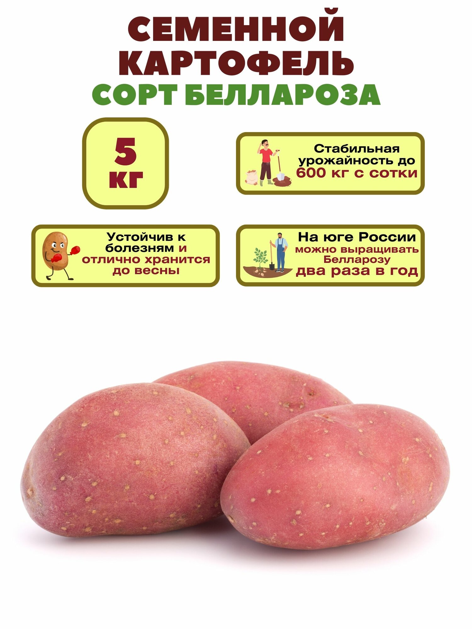 Картофель "Беллароза", 5 кг, семенной, селекционный, крупноплодный, раннеспелый, очень урожайный. Кожура плодов красного цвета, мякоть желтая