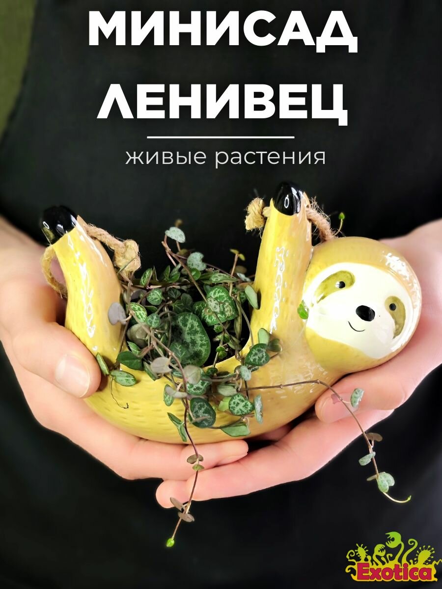 Минисадик "Ленивец" с Церопегией Вуда
