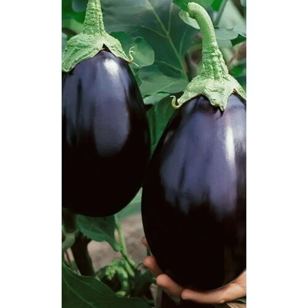 Семена баклажан 'Черный красавец' 025гр скороспелый сорт без горечи