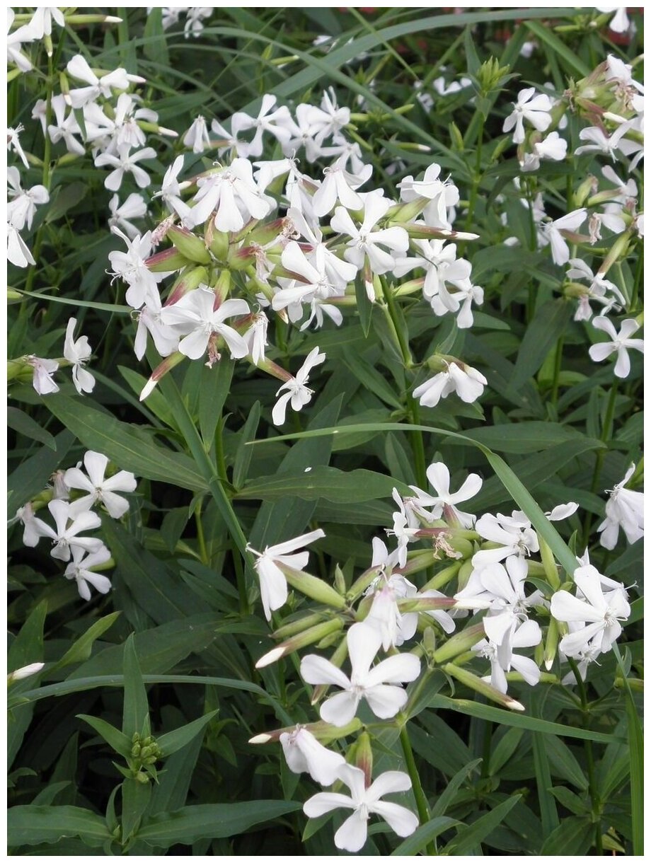 Семена Мыльнянка лекарственная белая (Saponaria officinalis), 40 штук